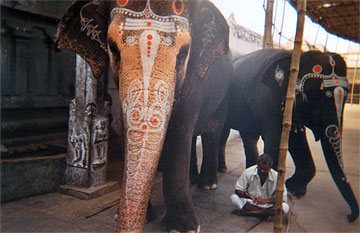 Tempelelefanten aus einem suedindischen Hindu-Tempel